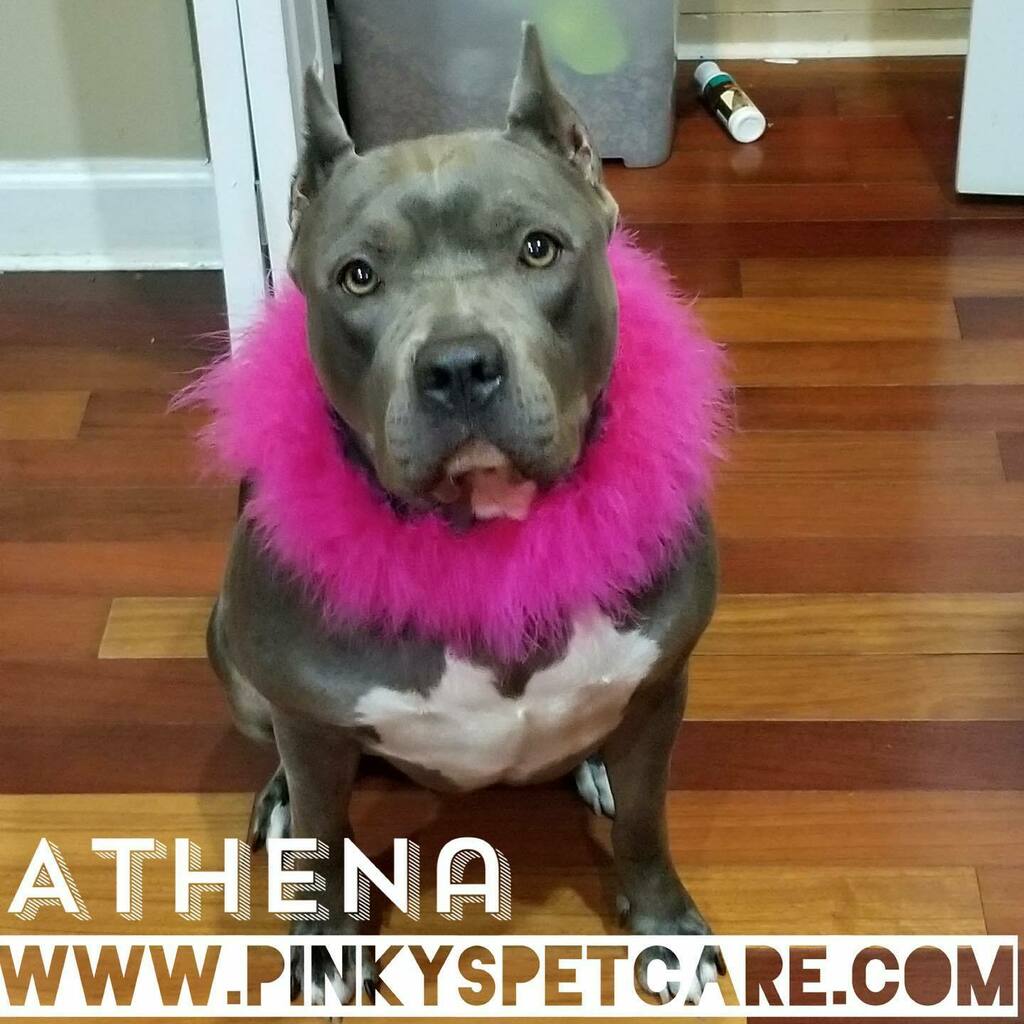 Pinkyspetcare tweet picture