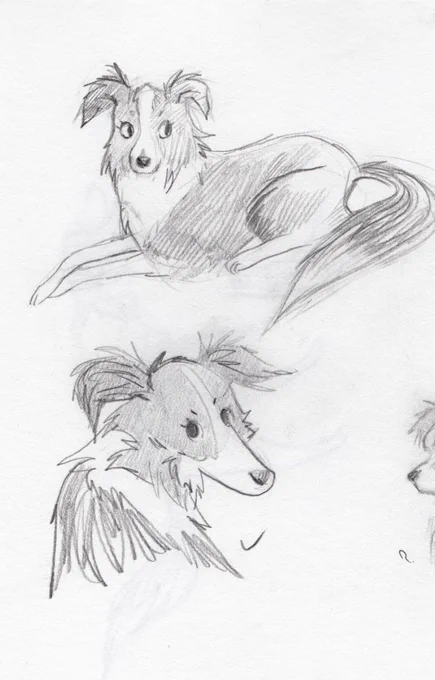 Found some sketches I did of Bonnie years ago (old family pup) 