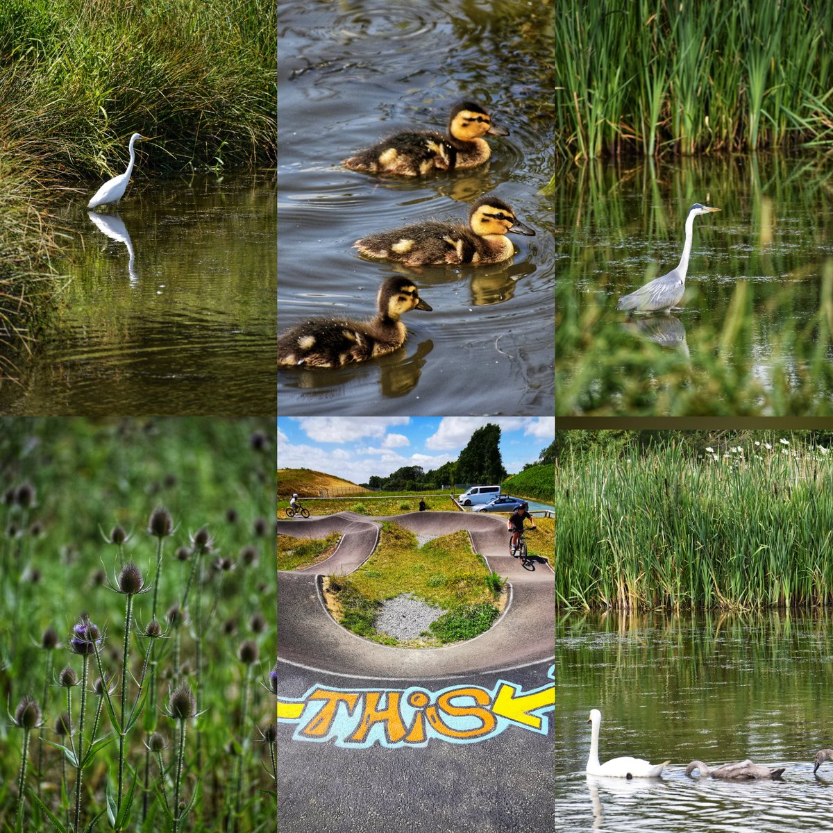piper_john's tweet photo. A lovely wander around Edenbrook Country Park today whilst the kids were at the pump (bike) track. All sorts of wildlife and wildflowers, a really nice place to visit #hart #edenbrook #fleet https://t.co/Rh94k9oQCg
