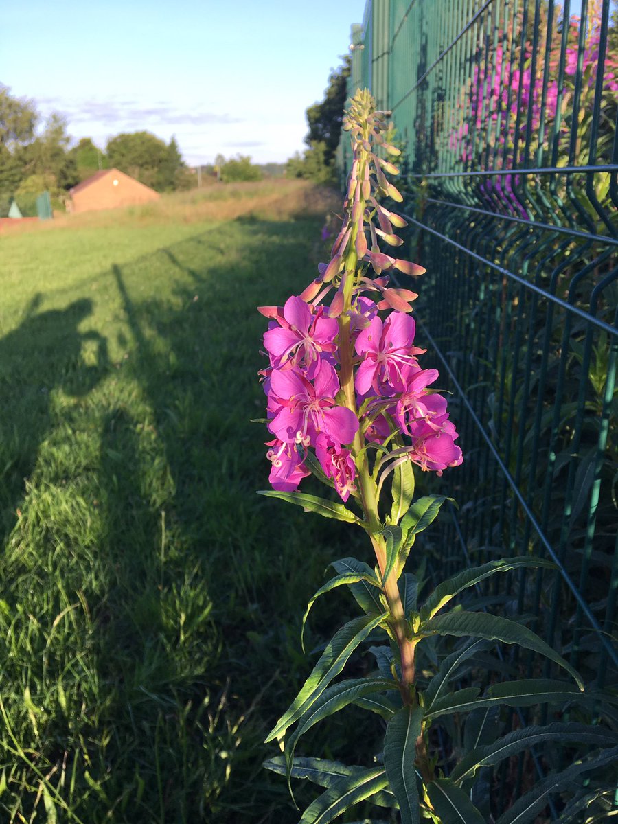 Ralph Surman tweet media