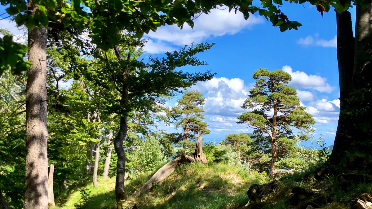 AndreasWiede's tweet photo. #Weekend: yet another hike in the🇨🇭#Jura hills. Magnificent views, reaching as far as the #Jungfrau region in the Bernese Alps. #Passwang https://t.co/Ej87UmSrqH