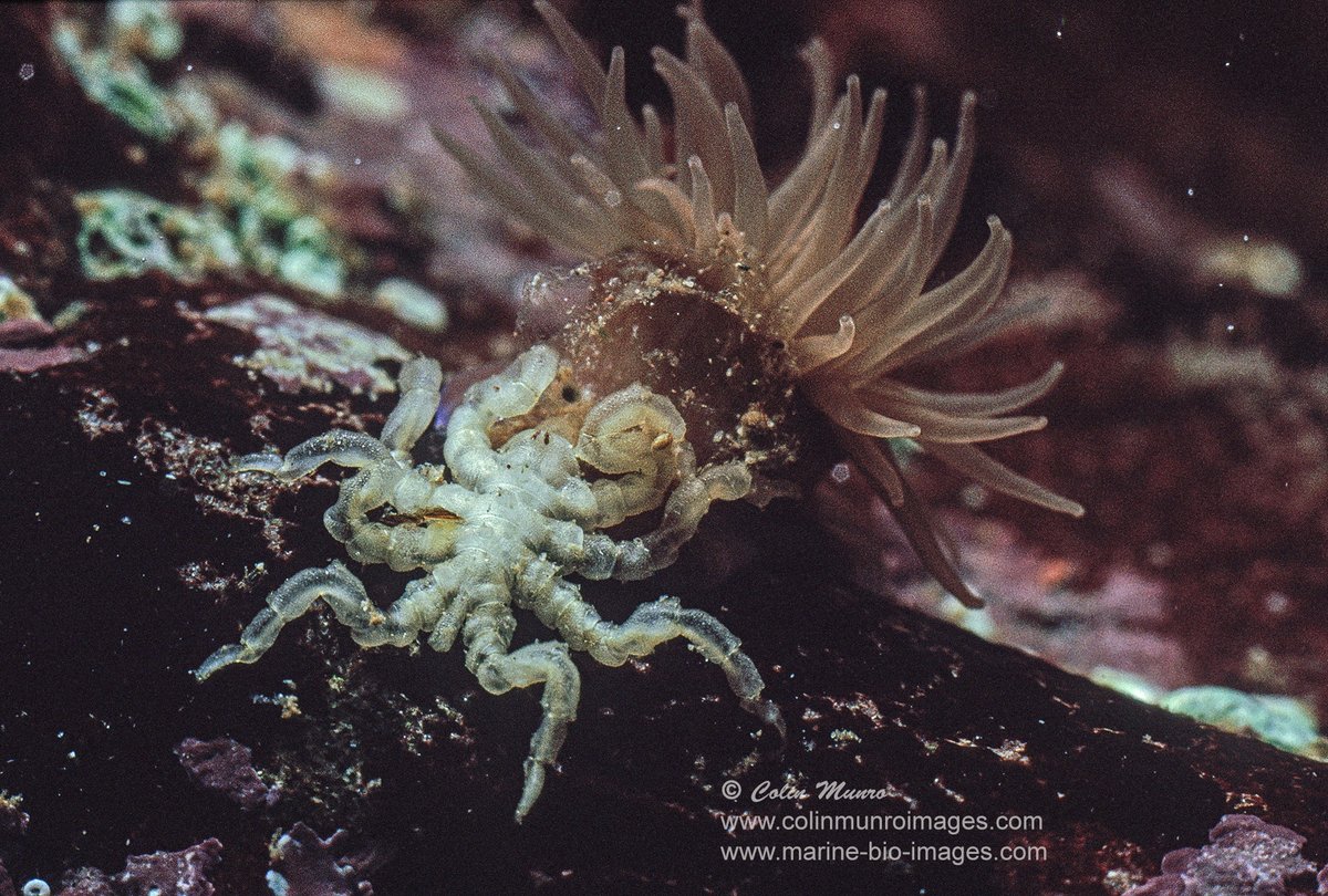 The pycnogonid (sea spider) Pycnogonum litorale feeding on the body fluids of a beadlet anemone (Actinia equinus). This is an old photograph of mine, taken maybe 15 or 16 years ago on film. I've just added this picture to my macro collection at colinmunroimages.com #seaspiders