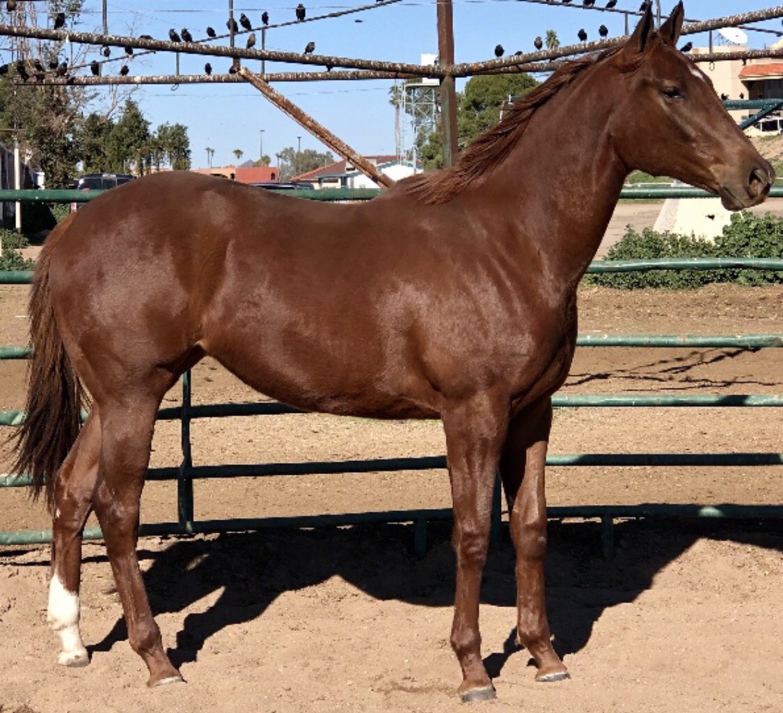 AzStables's tweet photo. @SpeightsterSire This is her when I first acquired her about 7 months ago! https://t.co/Xdj8wkUeJ7
