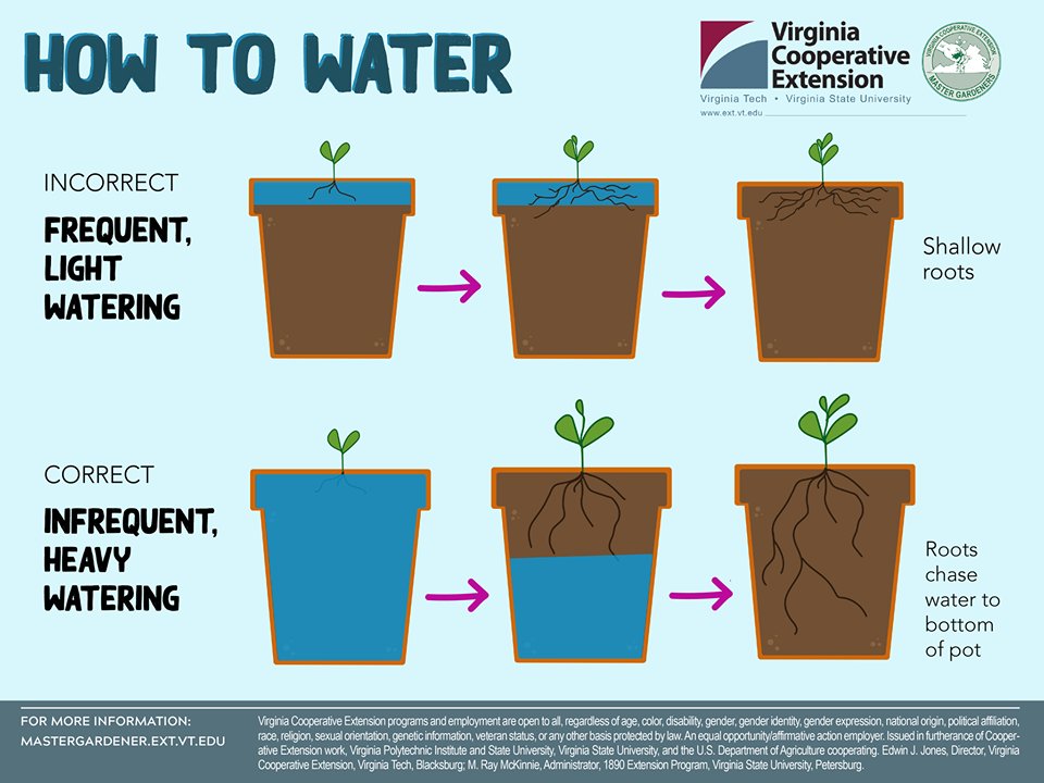 NNGreenTeam's tweet photo. Watering may seem simple, but did you know that the way you water can actually have a big impact on the plant? 

Check the guide below to learn about proper watering and click the link https://t.co/zM1ezsrfOy https://t.co/XLOvFE0iUP