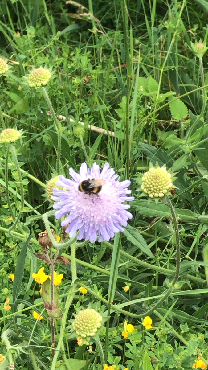 utopiajest's tweet photo. We are so blessed in our stunning corner of Wales and we’re looking forward to welcoming our visitors back #naturetherapy #halkyncastlewood @HalkynWood https://t.co/W5yhfcwbPv
