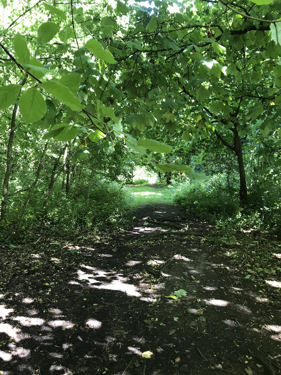 utopiajest's tweet photo. We are so blessed in our stunning corner of Wales and we’re looking forward to welcoming our visitors back #naturetherapy #halkyncastlewood @HalkynWood https://t.co/W5yhfcwbPv