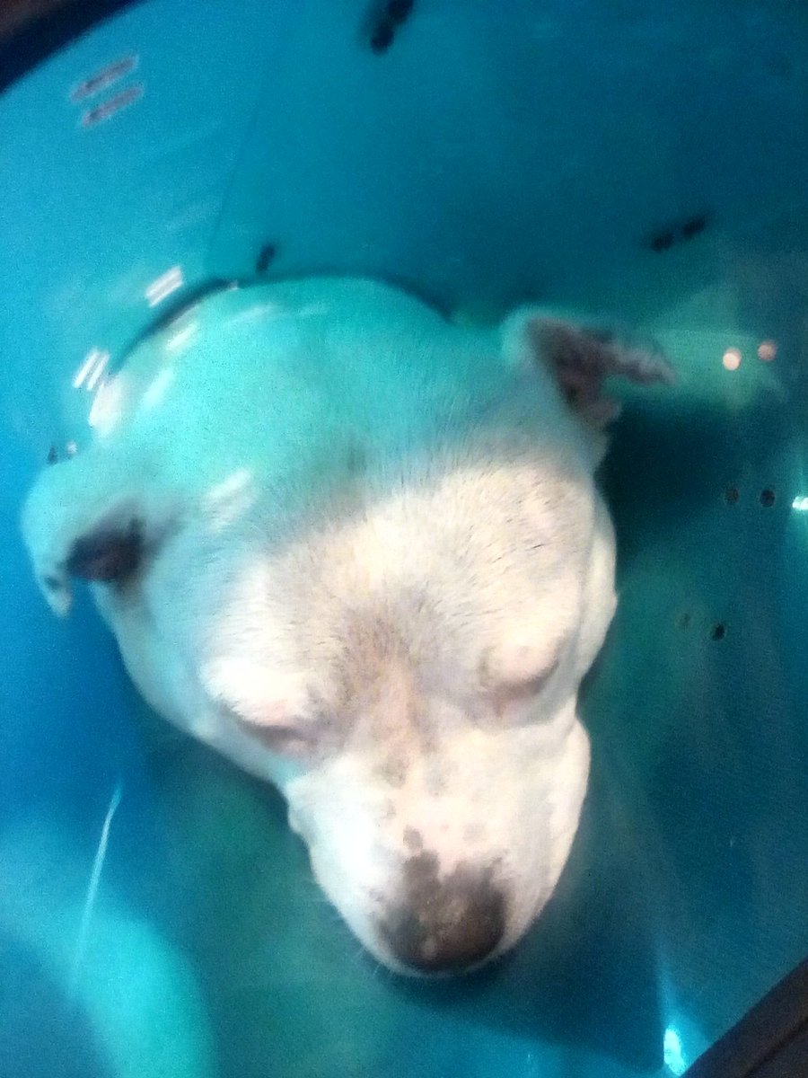 hoppalongheidi's tweet photo. Toby has been wearing the cone of healing.

A polyp burst in his ear and he had to have an op.

All is well now. https://t.co/gL4Gy0pZKd