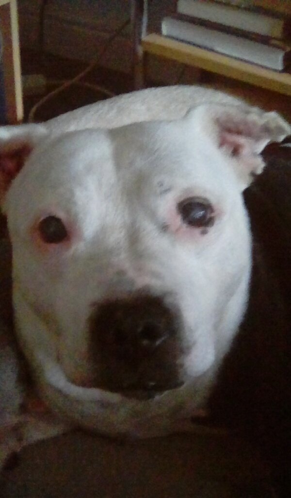 hoppalongheidi's tweet photo. Is it treat time? https://t.co/Jp5f4DNAYn
