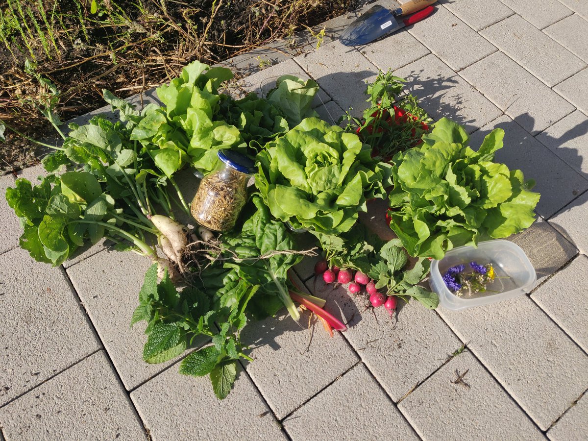 Stadtgaerten's tweet photo. Keine schlechte erste Beute. Zu der Gelegenheit nochmal die Einladung: nächste Woche Freitag ist ab 14.30 Uhr Planungstreff am Alberthafen in #Dresden #urband #gardening https://t.co/QY0nZ66b97