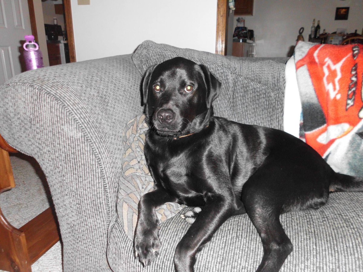 We would love to recieve this, we would use some to get us ahead and donate some to our local animal shelter in memory of our best furry pal Dog Vader