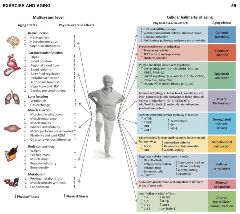 Hábitos saludables: 

EJERCICIO EN LA PERSONA MAYOR.
🧑🏻‍🦳👴🏻👵🏻👨🏻‍🦳

El ejercicio atenúa las principales características del envejecimiento

ncbi.nlm.nih.gov/pmc/articles/P…