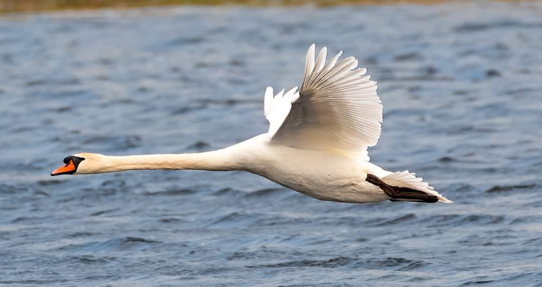 DaveSpherical's tweet photo. Love or hate them the Mute Swan in flight just above the water. #Lincolnshire #swan #wildlife #queensbird https://t.co/7nG1V1IkTD