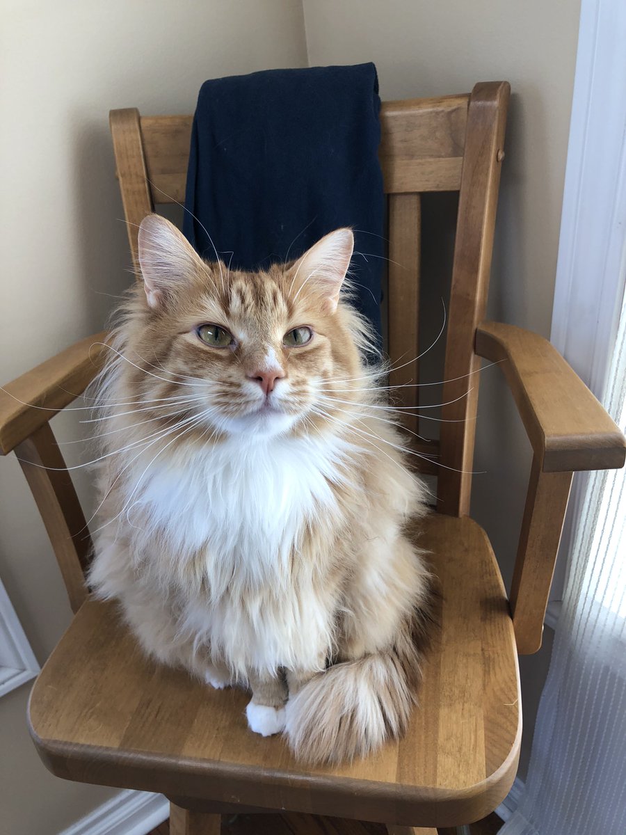 emmaamccomb's tweet photo. My cat is missing if you see him please let me know! Last seen around olive and grandview (possibly up by townline and olive) https://t.co/pJhKhFSpiM