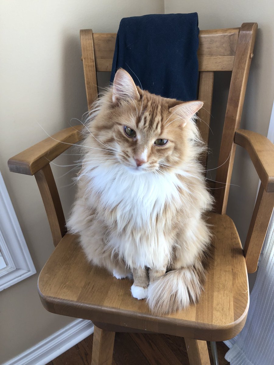 emmaamccomb's tweet photo. My cat is missing if you see him please let me know! Last seen around olive and grandview (possibly up by townline and olive) https://t.co/pJhKhFSpiM