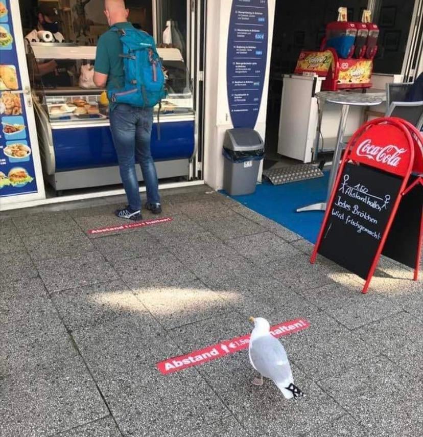 Merik60's tweet photo. Even this seagull can physical distance. Whats your excuse? https://t.co/sgXawTIHwI