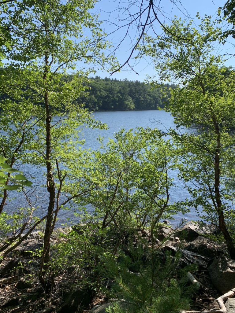 CharlieBakerMA's tweet photo. Went for a walk in the Lynn Woods.  Beautiful. Many thanks to @LynnCityHall #lynnwoods https://t.co/O8tUCPni4J