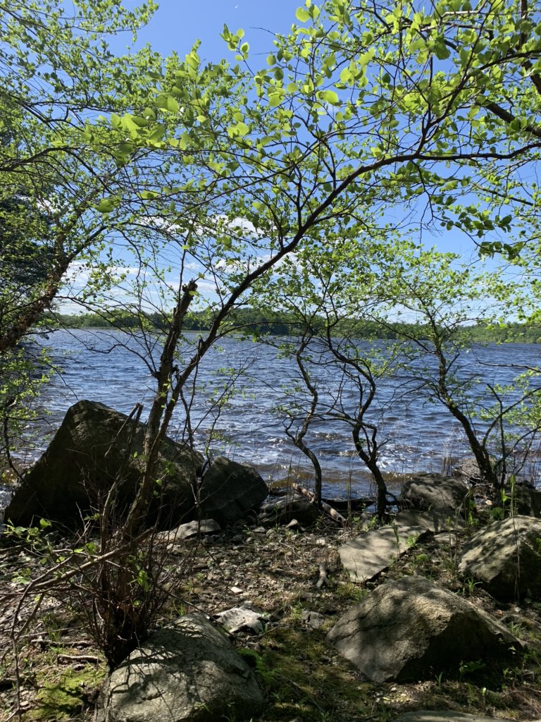 CharlieBakerMA's tweet photo. Went for a walk in the Lynn Woods.  Beautiful. Many thanks to @LynnCityHall #lynnwoods https://t.co/O8tUCPni4J