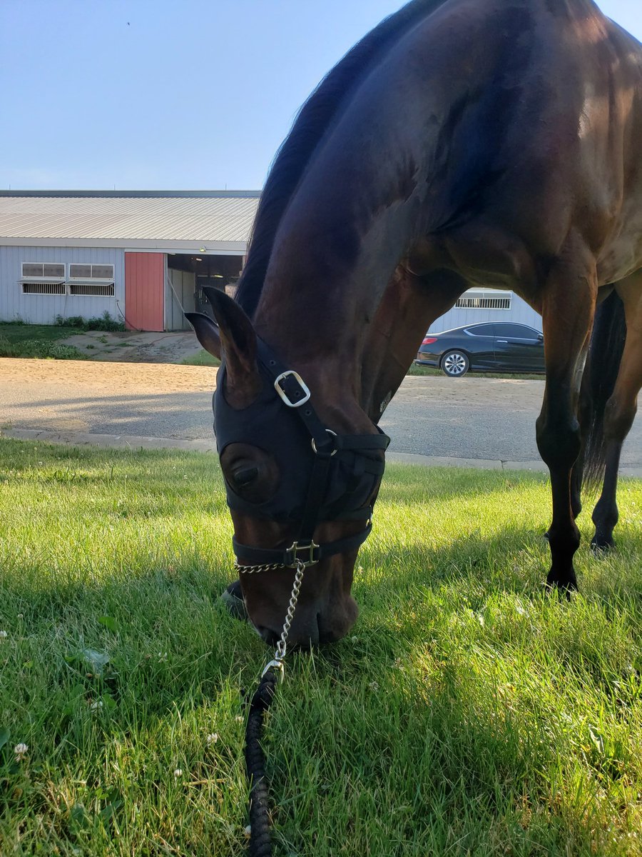 stephanie_herb's tweet photo. Ministers Glory came back good from his work😊He is such a happy horse right now &amp; it just makes my heart happy😍  @JoeyHorseshoe @MNRacehorse  @DeeJayDrews #MinistersGlory #HRacing https://t.co/jrbnLsrkq0