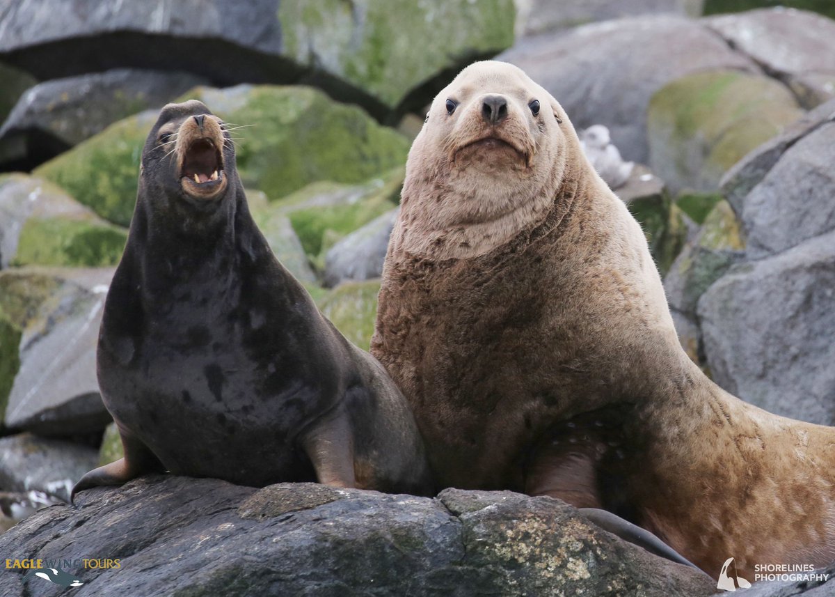 eaglewingtours's tweet image. Sights of the #SalishSea: Male California (left) and Steller sea lions.
Shorelines Photography
@DestinationCAN @TourismVI @HelloBC @victoriavisitor
#wild4whales #restartbc #supportlocal #staycation