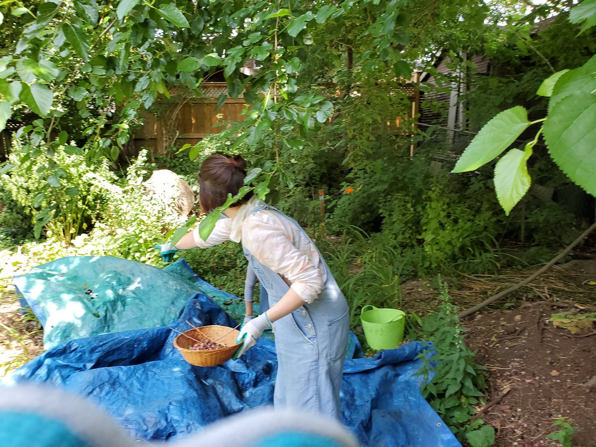 Here we go round the mulberry bush. Harvesting mulberries with our amazing <a href="/GardenKimbourne/">Garden@Kimbourne</a> volunteers. #growfood #growcommunity