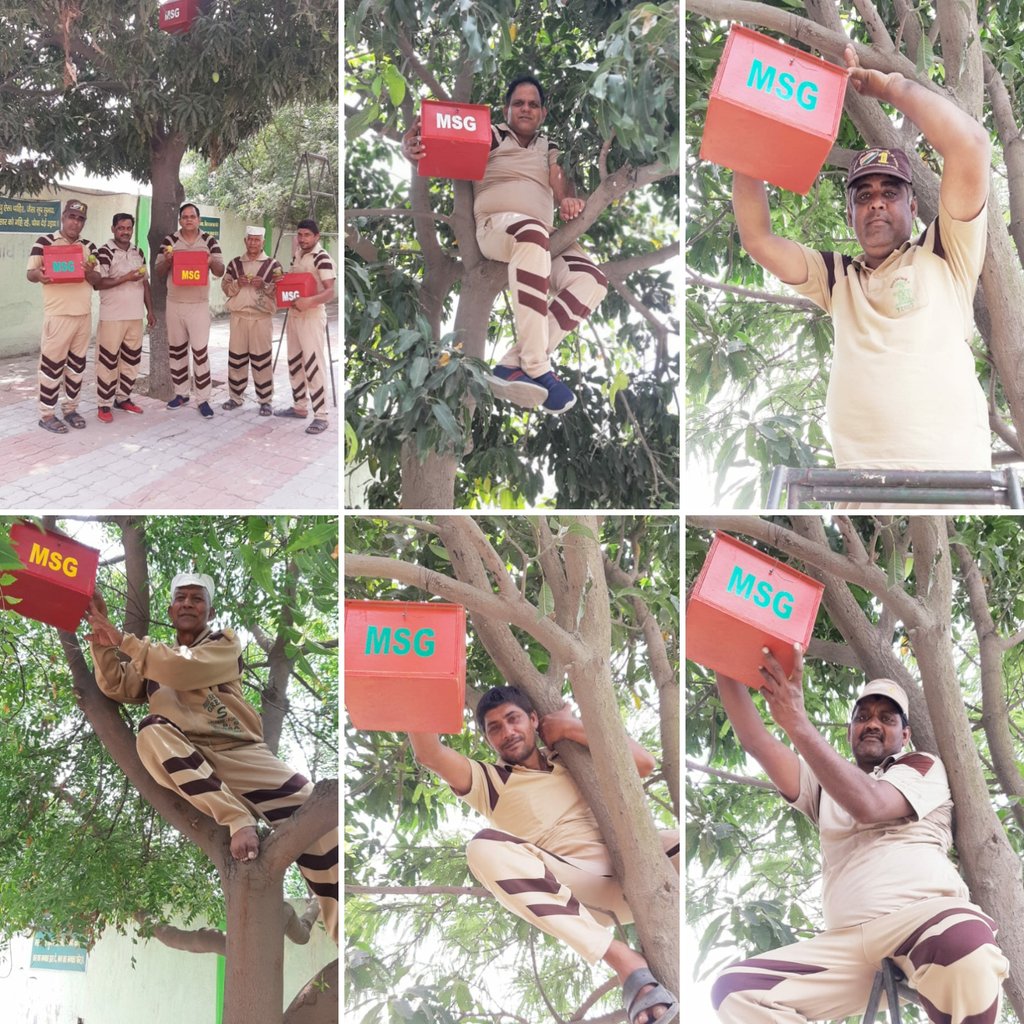 SMGHaryana's tweet photo. सन्त डॉ गुरमीत राम रहीम सिंह जी इन्सा जी की छोटी बेटी आदरणीय बहन अमरप्रीत इन्सा जी के जन्म दिन की खुशी में करनाल नाम चर्चा घर मे पक्षियों के लिए लगाये घोंसले । https://t.co/fbsNmn2V80