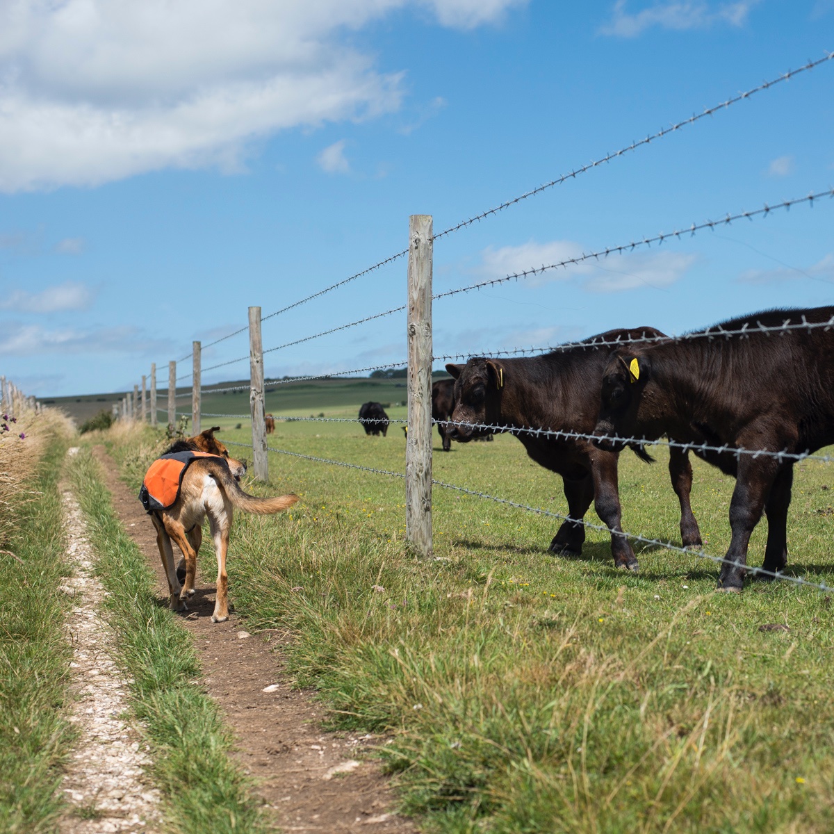 Francesca Moore tweet media