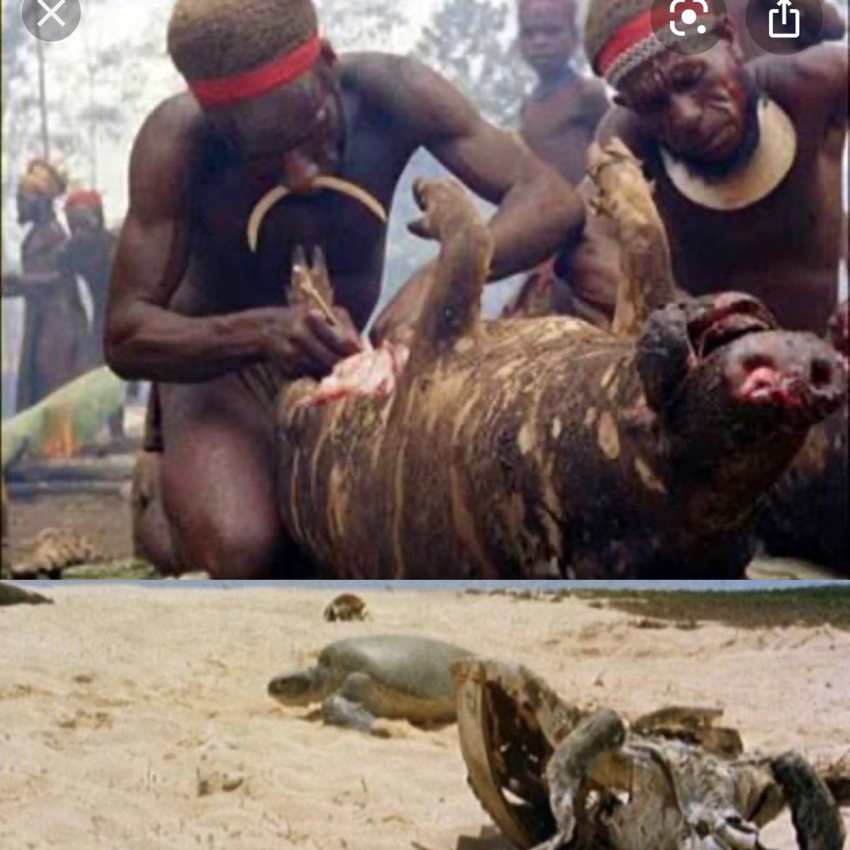 jj_labrada's tweet photo. #elcineencuarentena #PerroMundo: A casi sesenta años de su estreno,uno de los documentales más taquilleros y escandalosos de su época,sigue impresionando por la brutal crueldad de sus imágenes de conductas extremas en distintas latitudes.Lanzó la canción Más de Riz Ortolani😱😳👏🏼 https://t.co/EnqtYZjpFx