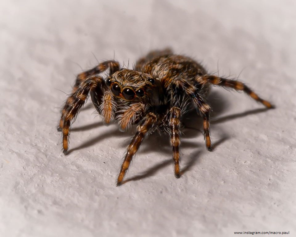 WildlifeTrusts's tweet photo. This tiny spider was captured by photographer, Macro.Paul - it lives in his office and often comes to visit him at his desk. This little guy looks incredible once you see him down the lens! Anyone else think he's quite cute? 🕷️🕸️🖤 https://t.co/lFzwJnY0ow