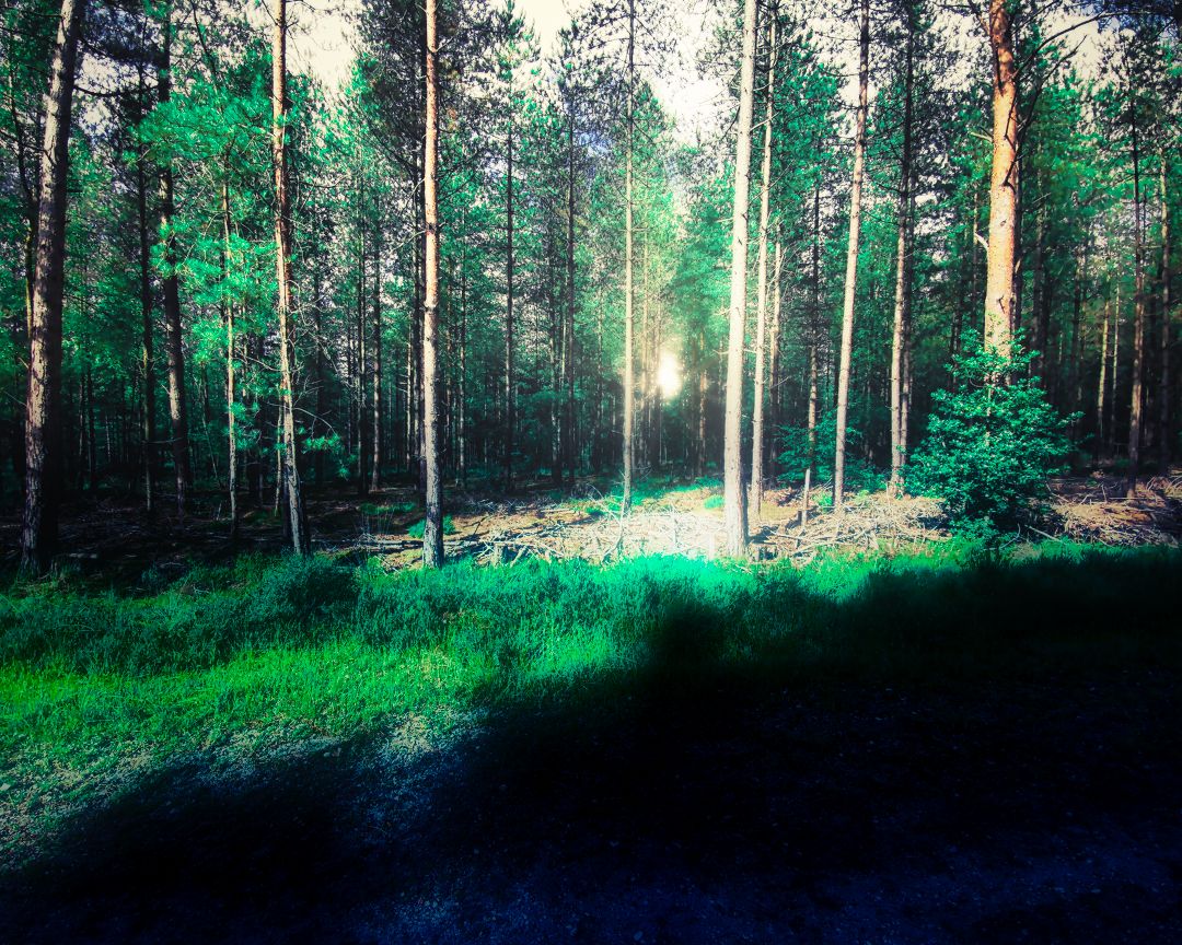 legit_wizard's tweet photo. There are no rules to creativity.
#sunsetpic #forestscape #forestsunset #sunrise_madness #sunriser #sunrise_and_sunsets_aroundworld #sun_collection #sun_light #mobiography #forest_capture #forest_masters #forest🌲 #forestwalk #forest_gallery #forestfeatures #forestphotography https://t.co/VOKHnkIfea