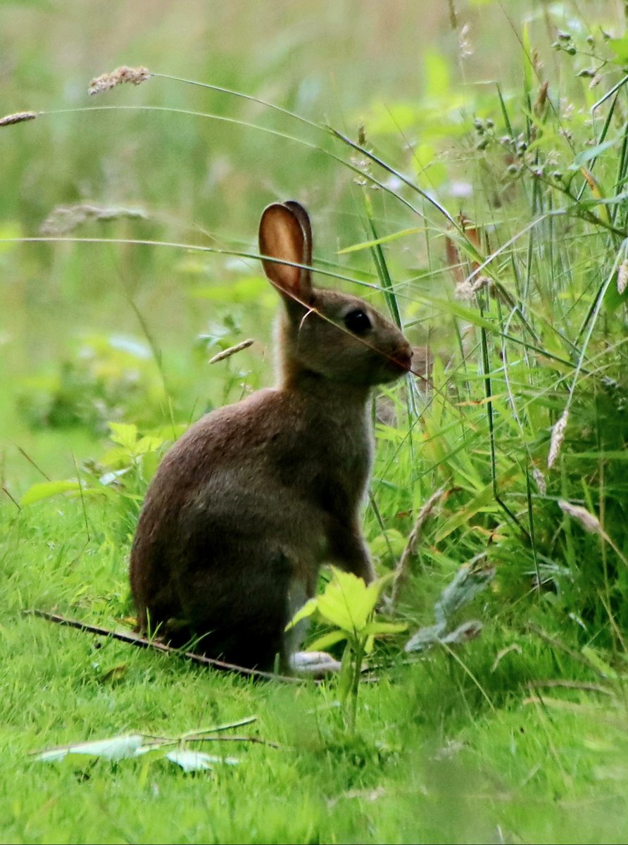 foster_coralie's tweet photo. Super #wildlife today on #dogwalk. #LongsightPark #Bolton #wildlifephotography #nature #lovewhereyoulive https://t.co/W8YOfngkTD