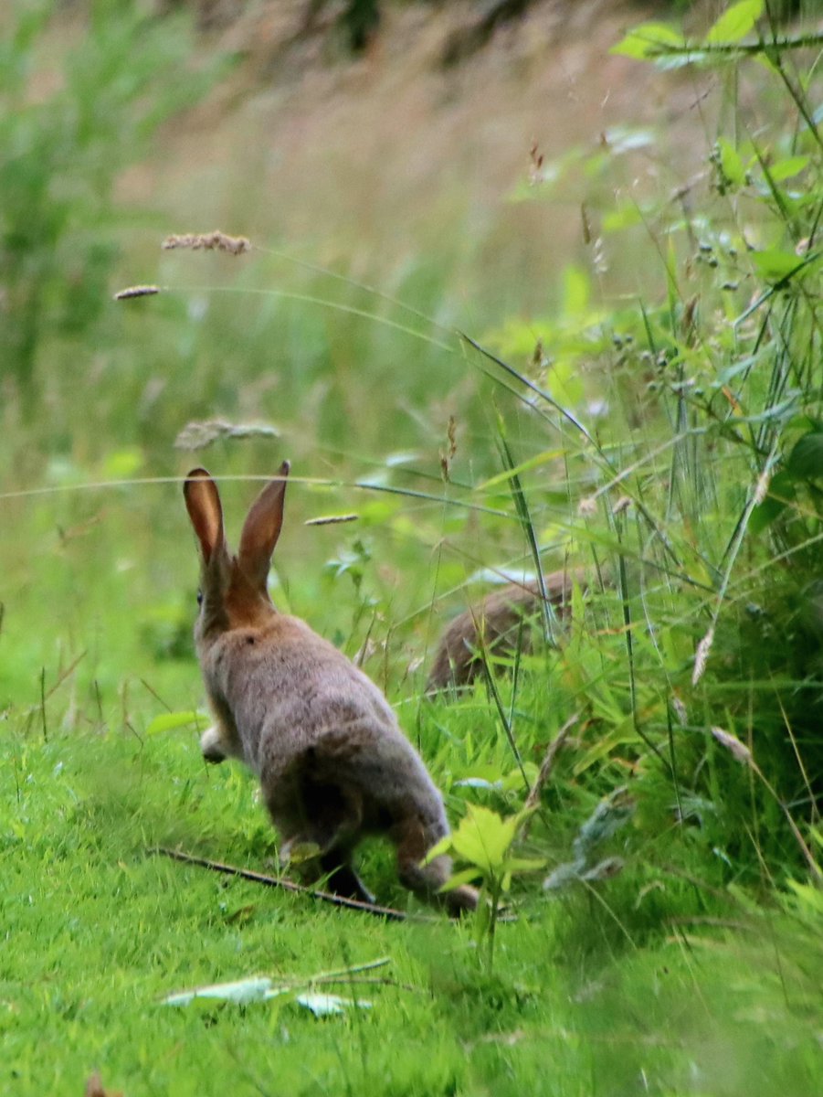 foster_coralie's tweet photo. Super #wildlife today on #dogwalk. #LongsightPark #Bolton #wildlifephotography #nature #lovewhereyoulive https://t.co/W8YOfngkTD