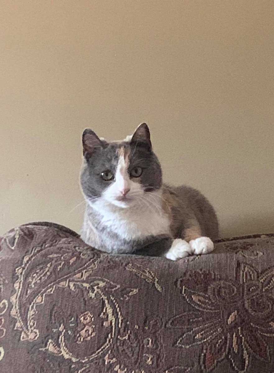 _bullpup's tweet photo. @MarissaNovetsky I live trapped a feral cat on my neighbour's property; it took me three years to tame her. She is the most loving cat ever #mitens 🙂❤️. https://t.co/ddfQJuNkpQ