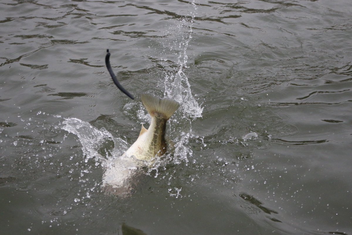 lfguidelanes's tweet photo. Another solid sized large-mouth caught on a Texas Rigged Yamamoto Senko headed towards the boat, this bass was caught on a submerged brush pile in 8'. #lakefork https://t.co/GZT6GwaUmk
