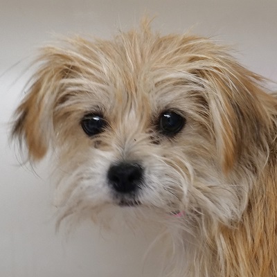 animalfndlv's tweet photo. Please SHARE! We took in 27 lost and frightened pets on the 4th of July. 

If your best friend is missing, go to https://t.co/3qcjrzr1GU and search our database, which is updated hourly. If you see your pet on our website, please make an appointment by calling 702-955-5932. 🐶🐱 https://t.co/nwCgWIOw76