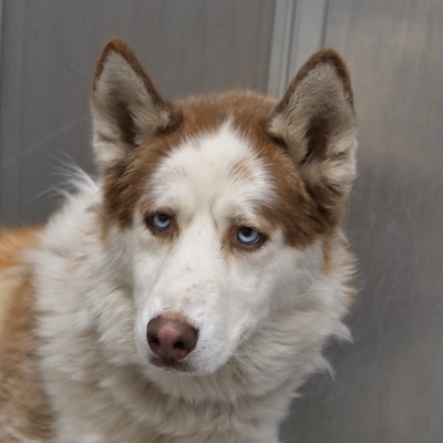 animalfndlv's tweet photo. Please SHARE! We took in 27 lost and frightened pets on the 4th of July. 

If your best friend is missing, go to https://t.co/3qcjrzr1GU and search our database, which is updated hourly. If you see your pet on our website, please make an appointment by calling 702-955-5932. 🐶🐱 https://t.co/nwCgWIOw76