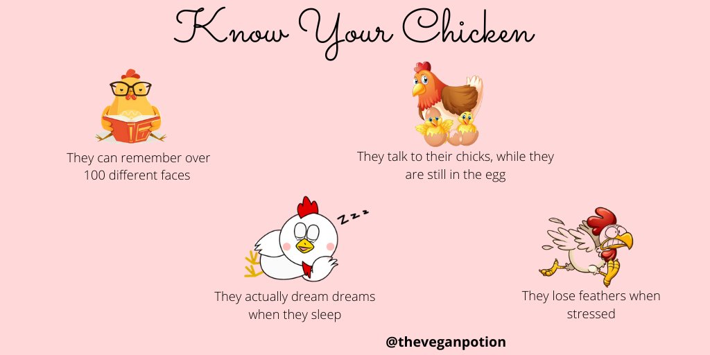 theveganpotion's tweet photo. Sometimes it helps to think of what is on your plate as a real living breathing being.
Did you know about these fun facts about chickens? They are real cuties 💛 🐣 🧚 #GoVegan #SundayThoughts #ChickenAreFriends #Veganism #VeganCommunity https://t.co/FehIZvo4Q0