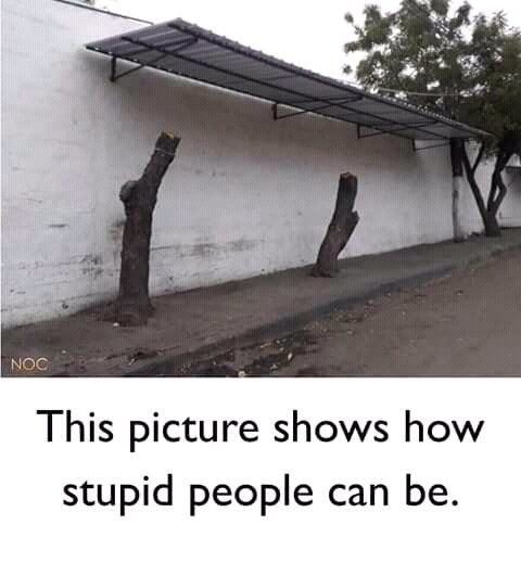tukwa2's tweet photo. #SaveCongoRainforest
#savetheAmazonforest
There is no Good shed than
Trees.
When we are busy planting trees
Others were busy cutting
Them for Nothing.
#ClimateAction https://t.co/ufU61Pxe6d