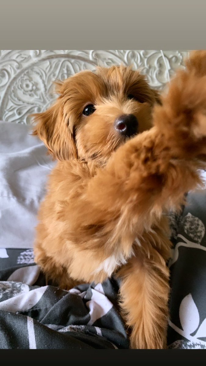 _ArunaaS's tweet photo. i’ll never get over how cute my puppy is 🐾 https://t.co/FIVs9M2ldq