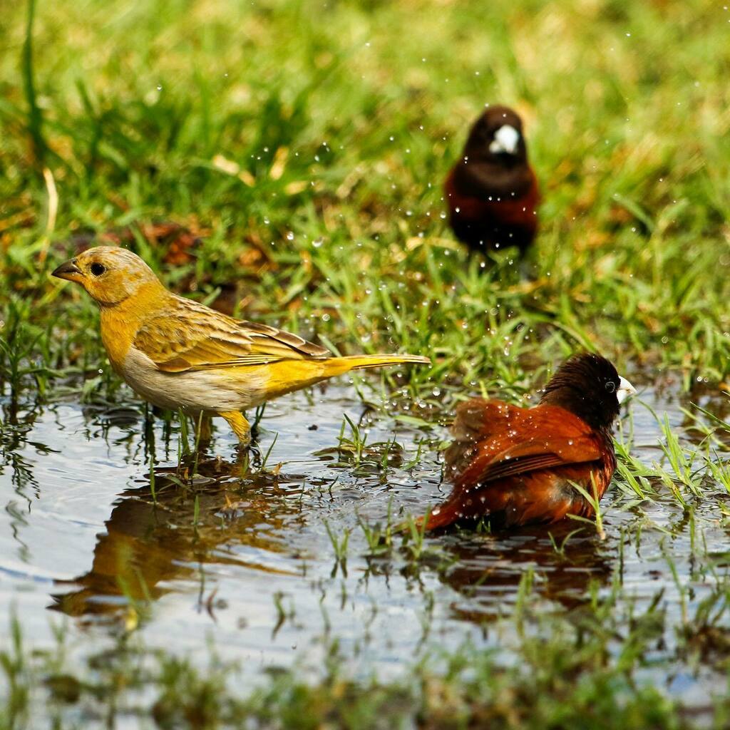 backyard_hawaii on Twitter "When it rains all the Chestnut Munia take