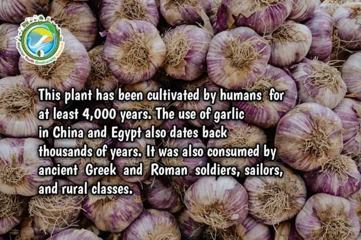 AlgeriaGybn's tweet photo. 🥀Garlic, is used widely as a flavoring in cooking, but it has also been used as a medicine throughout ancient and modern history; it has been taken to prevent and treat a wide range of conditions and diseases.

#gybn_algéria

#plante_médicinale https://t.co/IavhsFalqQ