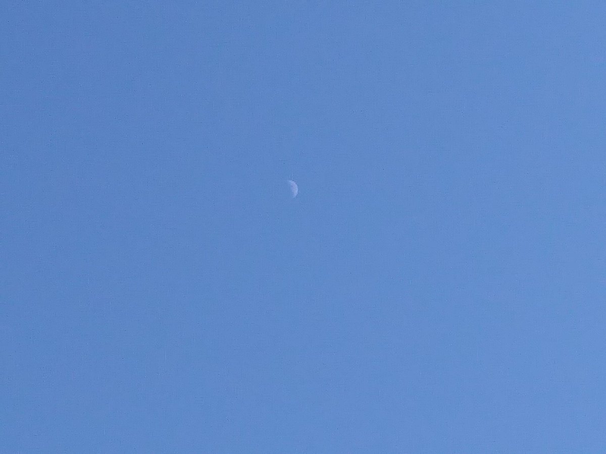 Tiny Bunny🥰 tweet media