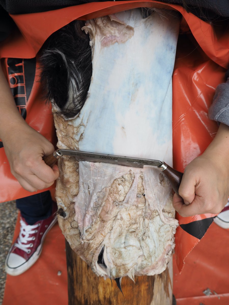 living_archaeo's tweet photo. (2/5) Fleshing of the skin: After washing the goatskin we proceeded with the fleshing. In this process the skin is spread on a fleshing beam to scrape off any remaining flesh and fat using a sharp fleshing knife. #reconstructivearchaeology #fleshing #greasy #tanning https://t.co/McoQ8Nn5Cn