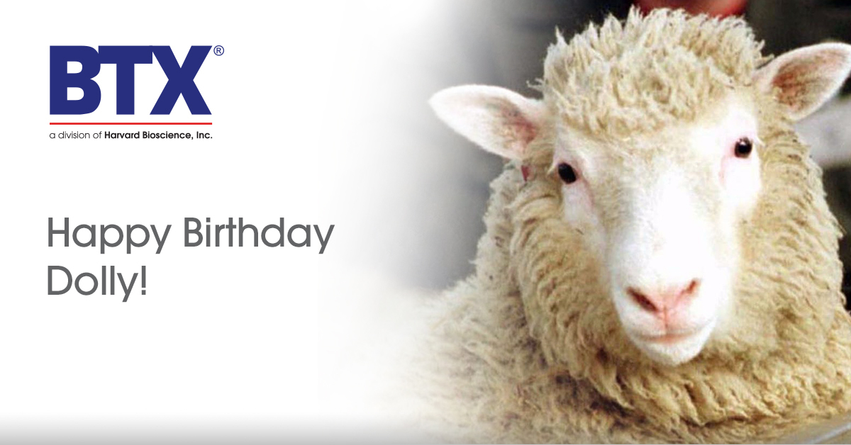 BTX_HAI's tweet photo. Happy 24th birthday to the very first cloned sheep, Dolly! The somatic cell nuclear transfer process that created Dolly utilized an electrofusion generator like the BTX ECM 2001. Read the original publication in Nature here: https://t.co/wCzJsGRsps

#dollythesheep #happybirthday https://t.co/5r75W4m9Qd
