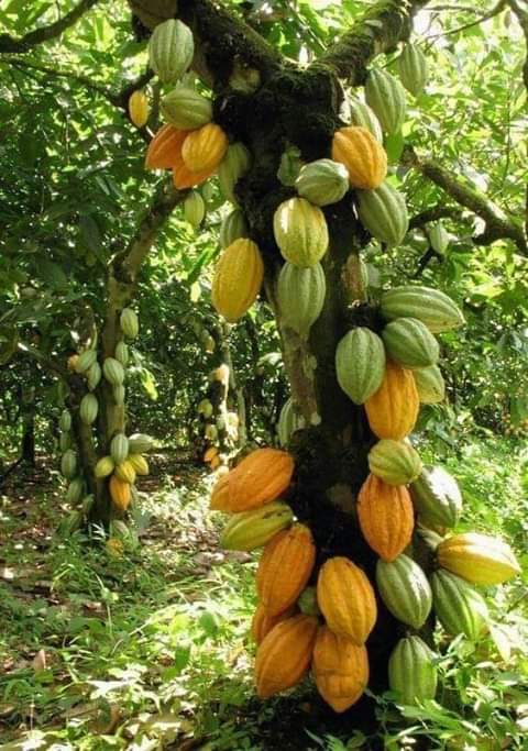 Vamos a ver si ustedes saben que planta es?

Si le das ❤️ o retweet debes responder.