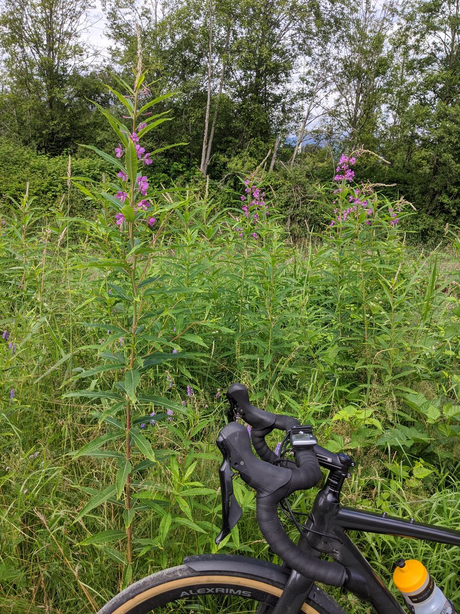 Summer. Starting the close to home adventures.