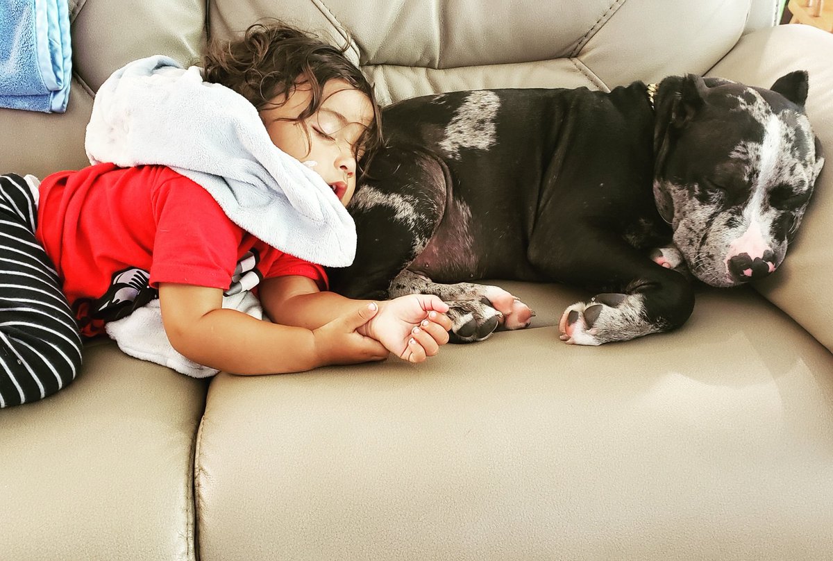 Daddy_Tonkin's tweet photo. @PitCommunity just a boy and his dog!
@LaTonkin
.
#KingZuesXL #BlueDiamondBabakous #MansBestFriend #MerlePitbull #Pitbull #PitbullPuppy #Pit #PitbullDad #PitbullFamily #PitbullFlorida #GoodVibes #GoodLife #SOFL #ABoyAndHisDog https://t.co/900ihvKef3