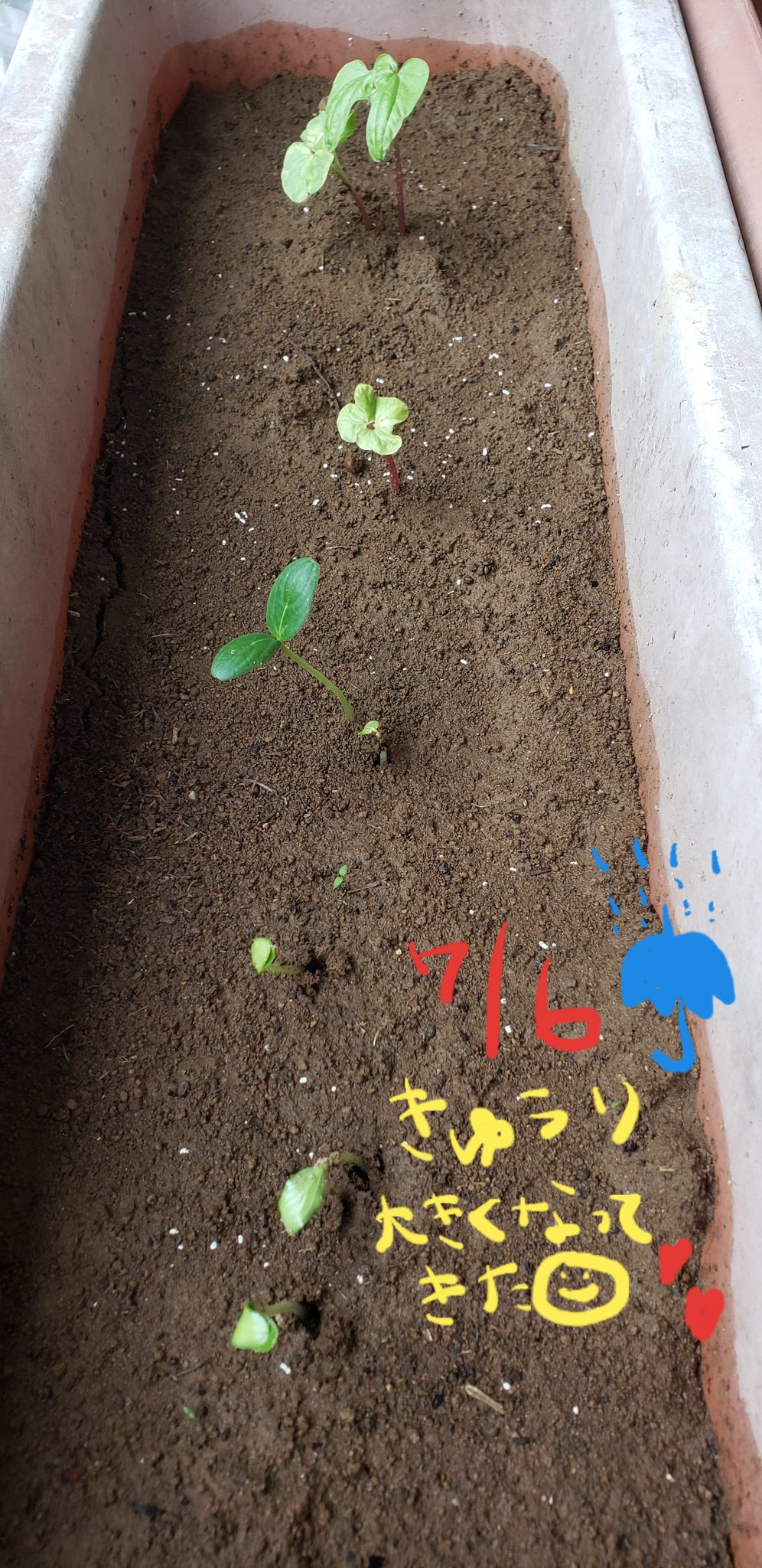 あさがお 今日の朝顔 本葉が出てきて背が高くなってきました きゅうりの方はぐんと大きくなってきています 今日も雨風凄いですが 無事に育ちますように アサガオ あさがお 観察日記 T Co S15ry4739d Twitter