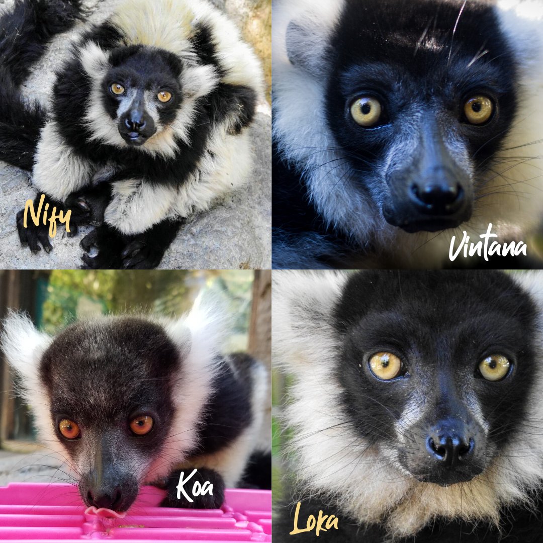 HHPZoo's tweet photo. Did you guess correctly? We love our black and white ruffed lemur family. ❤️ #ConservationContinues #EndangeredSpecies https://t.co/MC7Ud0hKVH
