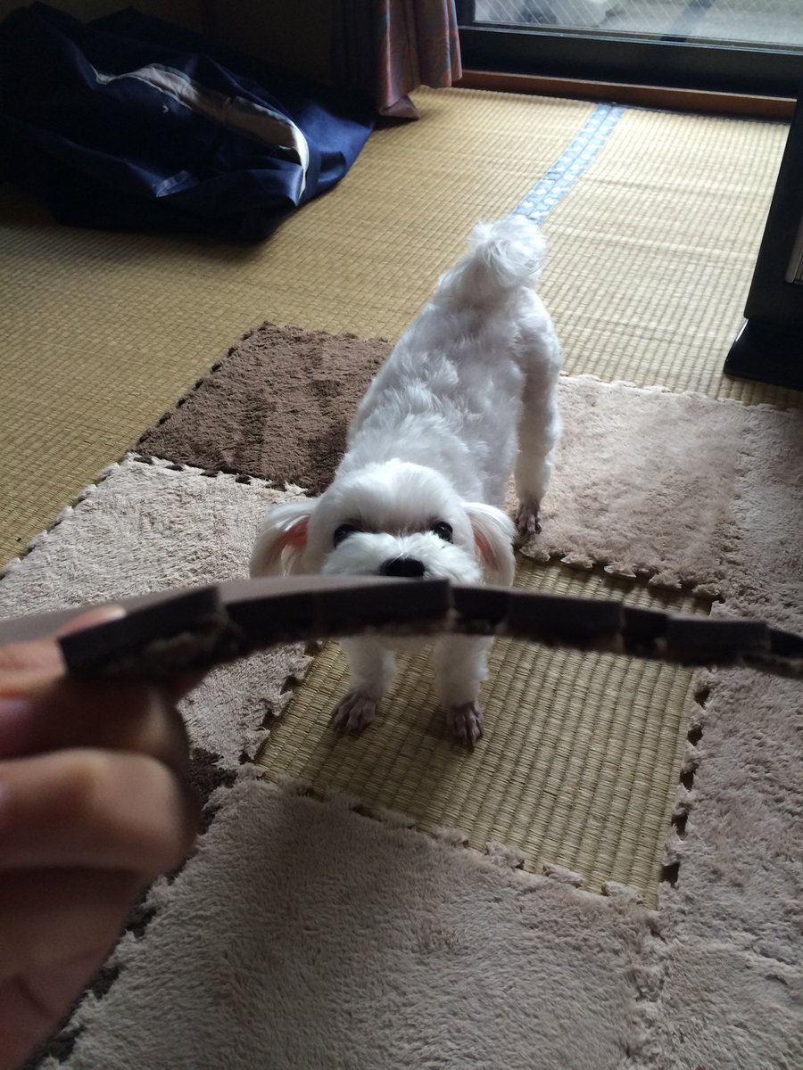 angelk722's tweet photo. ７月５日朝６時３０分。
小さい頃から一人っ子の私の兄弟代わりとして一緒に育ってきた愛犬きなこが亡くなりました。すごく元気で優しい子でした。病気になっても最後まで頑張ってくれました。大好きでした。 https://t.co/eBOfsLGCzj