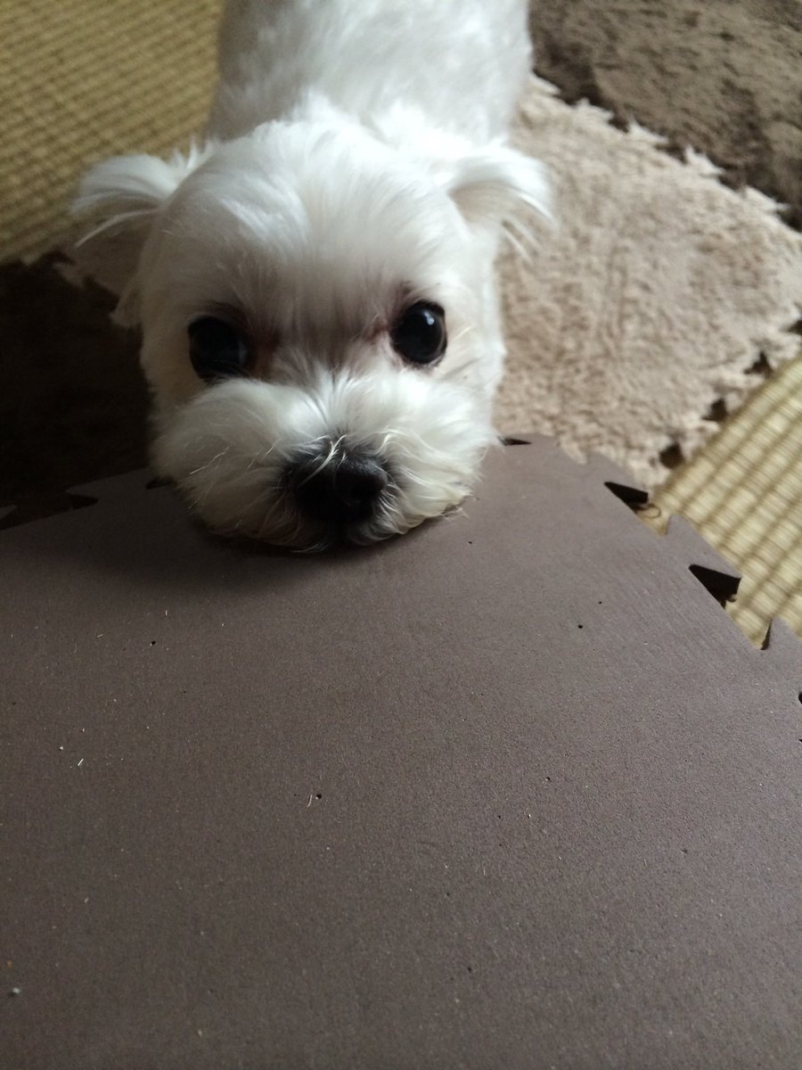 angelk722's tweet photo. ７月５日朝６時３０分。
小さい頃から一人っ子の私の兄弟代わりとして一緒に育ってきた愛犬きなこが亡くなりました。すごく元気で優しい子でした。病気になっても最後まで頑張ってくれました。大好きでした。 https://t.co/eBOfsLGCzj